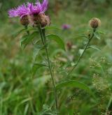 chrpa parukářka  <i>(Centaurea elatior)</i> / Habitus