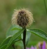 chrpa parukářka  <i>(Centaurea elatior)</i> / Květ/Květenství