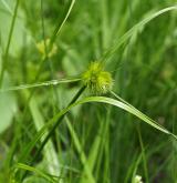 ostřice šáchorovitá <i>(Carex bohemica)</i> / Habitus