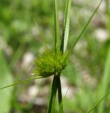 ostřice šáchorovitá <i>(Carex bohemica)</i> / Květ/Květenství