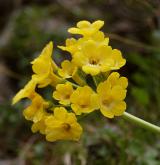 prvosenka lysá <i>(Primula auricula)</i> / Květ/Květenství