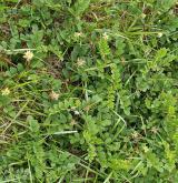 kozinec sladký <i>(Astragalus glycyphyllos)</i> / Habitus