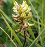 kozinec sladký <i>(Astragalus glycyphyllos)</i> / Květ/Květenství