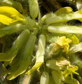 kozinec bezlodyžný <i>(Astragalus exscapus)</i> / Květ/Květenství