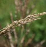 třtina pobřežní <i>(Calamagrostis pseudophragmites)</i> / Květ/Květenství