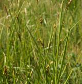 ostřice oddálená <i>(Carex distans)</i> / Habitus