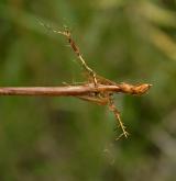 ostřice plstnatoplodá <i>(Carex lasiocarpa)</i> / Ostatní