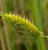 ostřice měchýřkatá <i>(Carex vesicaria)</i> / Plod