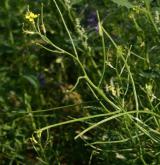 trýzel rozkladitý <i>(Erysimum repandum)</i>