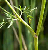 smldník bahenní <i>(Peucedanum palustre)</i> / List