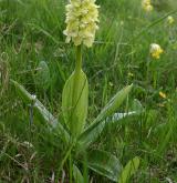 vstavač bledý <i>(Orchis pallens)</i> / Habitus