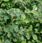 skalník celokrajný <i>(Cotoneaster integerrimus)</i> / Habitus