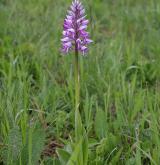 vstavač vojenský <i>(Orchis militaris)</i> / Habitus