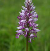 vstavač vojenský <i>(Orchis militaris)</i> / Květ/Květenství