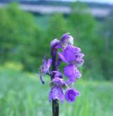 vstavač kukačka <i>(Orchis morio)</i> / Květ/Květenství