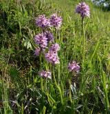 vstavač trojzubý <i>(Orchis tridentata)</i> / Habitus