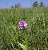 vstavač trojzubý <i>(Orchis tridentata)</i> / Habitus