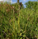 vstavač trojzubý <i>(Orchis tridentata)</i> / Plod
