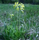 prvosenka jarní <i>(Primula veris)</i> / Habitus