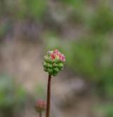 krvavec menší <i>(Sanguisorba minor)</i> / Květ/Květenství