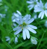 ptačinec velkokvětý <i>(Stellaria holostea)</i> / Květ/Květenství