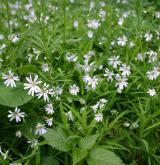 ptačinec velkokvětý <i>(Stellaria holostea)</i> / Habitus