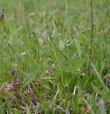 ostřice ptačí nožka <i>(Carex ornithopoda)</i> / Habitus