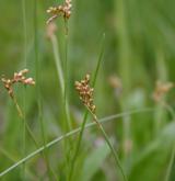 ostřice ptačí nožka <i>(Carex ornithopoda)</i> / Plod