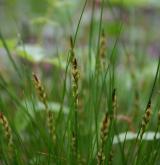 ostřice blešní <i>(Carex pulicaris)</i> / Květ/Květenství