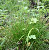 ostřice blešní <i>(Carex pulicaris)</i> / Habitus