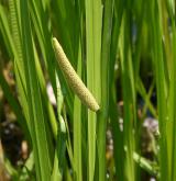 puškvorec obecný <i>(Acorus calamus)</i> / Květ/Květenství