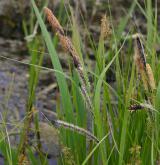 ostřice štíhlá  <i>(Carex acuta)</i> / Habitus