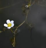 lakušník okrouhlý <i>(Batrachium circinatum)</i> / Květ/Květenství
