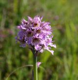 vstavač trojzubý <i>(Orchis tridentata)</i> / Květ/Květenství