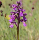 vstavač kukačka <i>(Orchis morio)</i> / Květ/Květenství