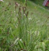 ostřice Davallova <i>(Carex davalliana)</i> / Habitus