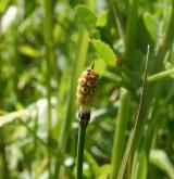 přeslička různobarvá <i>(Equisetum variegatum)</i> / Květ/Květenství