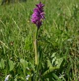 vstavač mužský <i>(Orchis mascula)</i> / Habitus