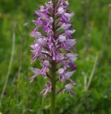 vstavač vojenský <i>(Orchis militaris)</i> / Květ/Květenství