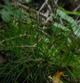 ostřice blešní <i>(Carex pulicaris)</i> / Habitus