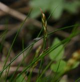 ostřice blešní <i>(Carex pulicaris)</i> / Květ/Květenství