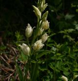 okrotice bílá <i>(Cephalanthera damasonium)</i> / Habitus
