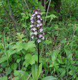 vstavač nachový  <i>(Orchis purpurea)</i> / Habitus