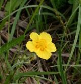 devaterník velkokvětý <i>(Helianthemum grandiflorum)</i> / Květ/Květenství