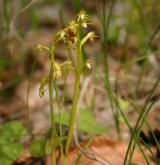 korálice trojklaná <i>(Corallorhiza trifida)</i> / Habitus