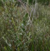 vrba plazivá <i>(Salix repens)</i> / Habitus