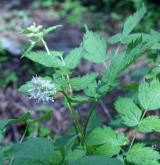 samorostlík klasnatý <i>(Actaea spicata)</i> / Habitus