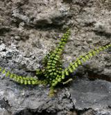 sleziník červený <i>(Asplenium trichomanes)</i> / Habitus