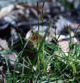 ostřice prstnatá <i>(Carex digitata)</i> / Habitus