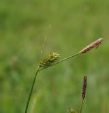 ostřice oddálená <i>(Carex distans)</i> / Květ/Květenství